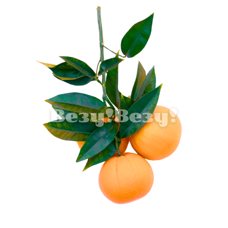 Везу! ВЕЗУ! (4) (1)